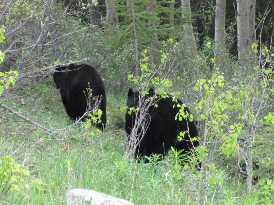 seeing bears on the side of the road on our drive to Jasper