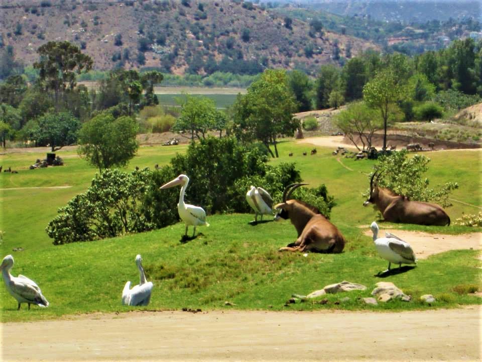 San Diego Zoo Safari Park - Accessible Travels & Vacations