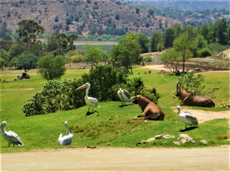 wildlife safari san diego