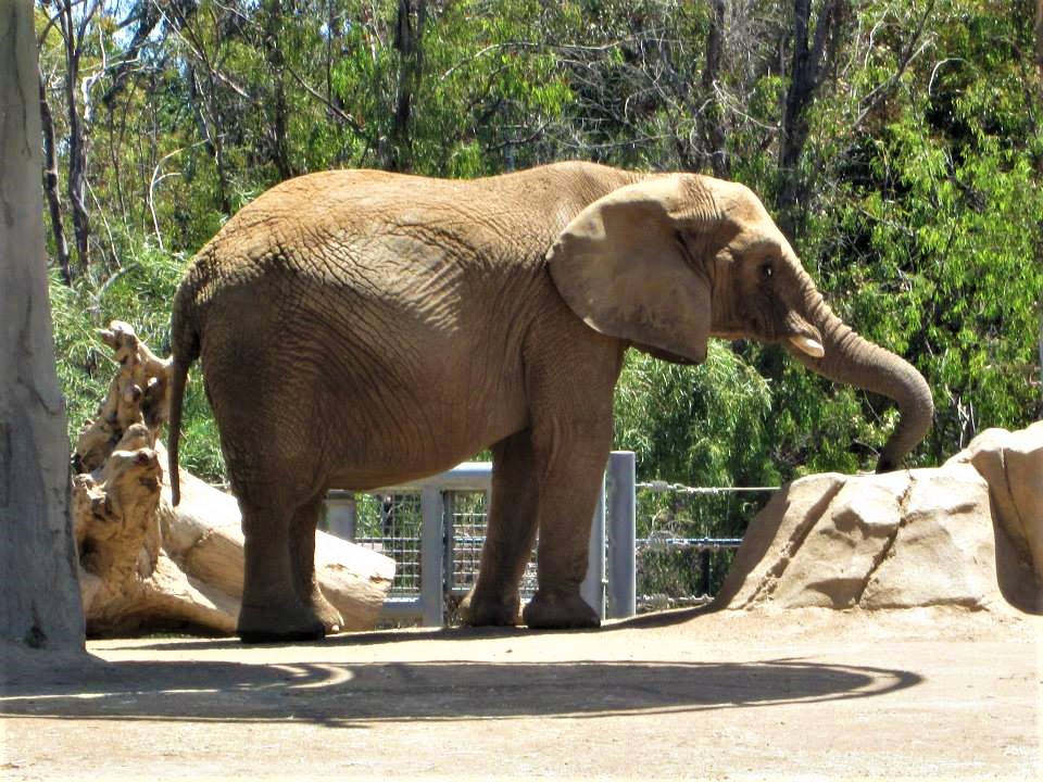 San Diego Zoo in Balboa Park - Accessible Travels & Vacations